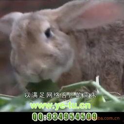 兔养殖视频,从新手到专家的养殖视频精华解析